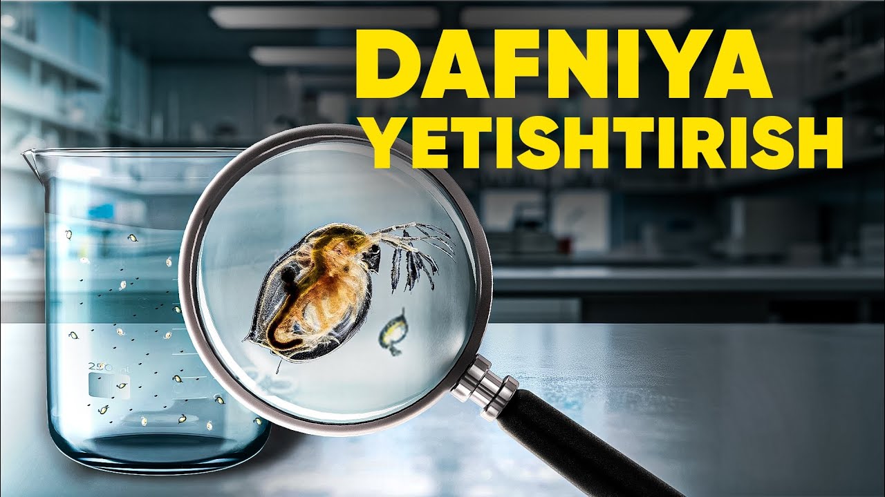 DAFNIYA YETISHTIRISH | TIRIK OZUQA