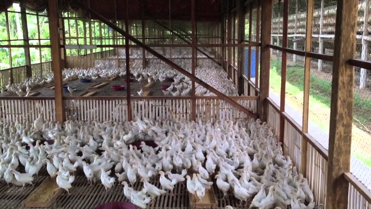 Growing Layer Hens from one day old chicks in the Philippines