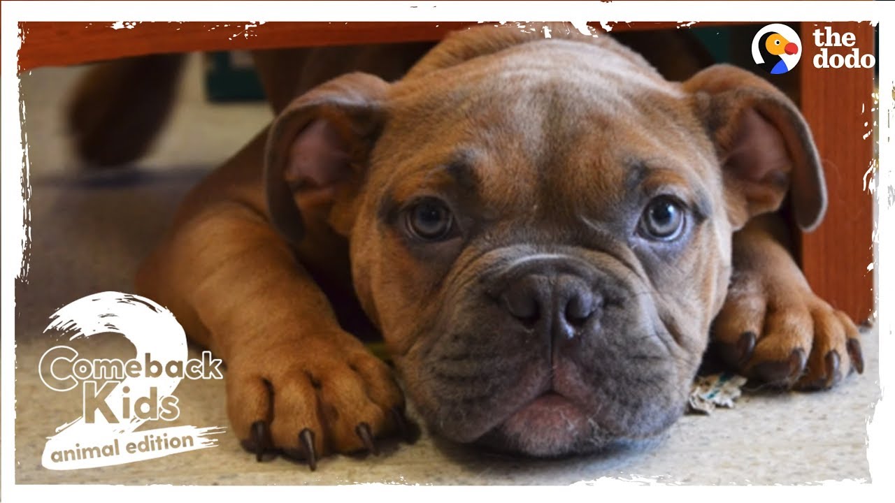 Abandoned Bulldog Teaches Himself How To Walk | The Dodo Comeback Kids