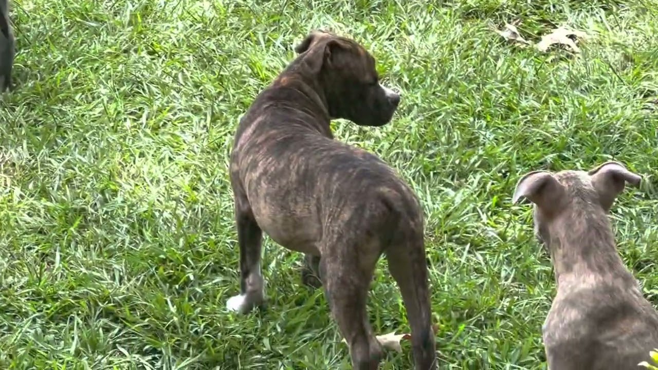 Luna survivor of parvo! Pit bulls