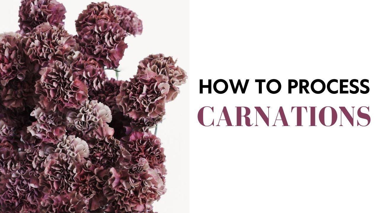 How to Process Carnations: Floral Design for Beginners