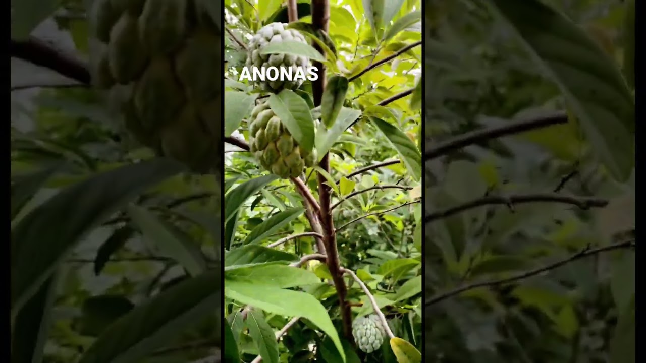 anonas 😊 #anona #exoticfruits #florida