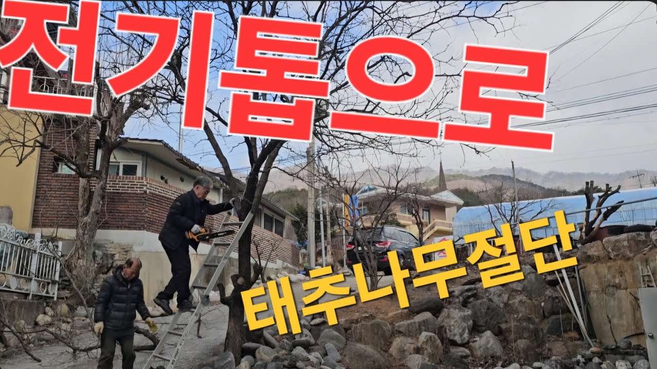 우리집 진입로 대추나무 싹뚝자르기