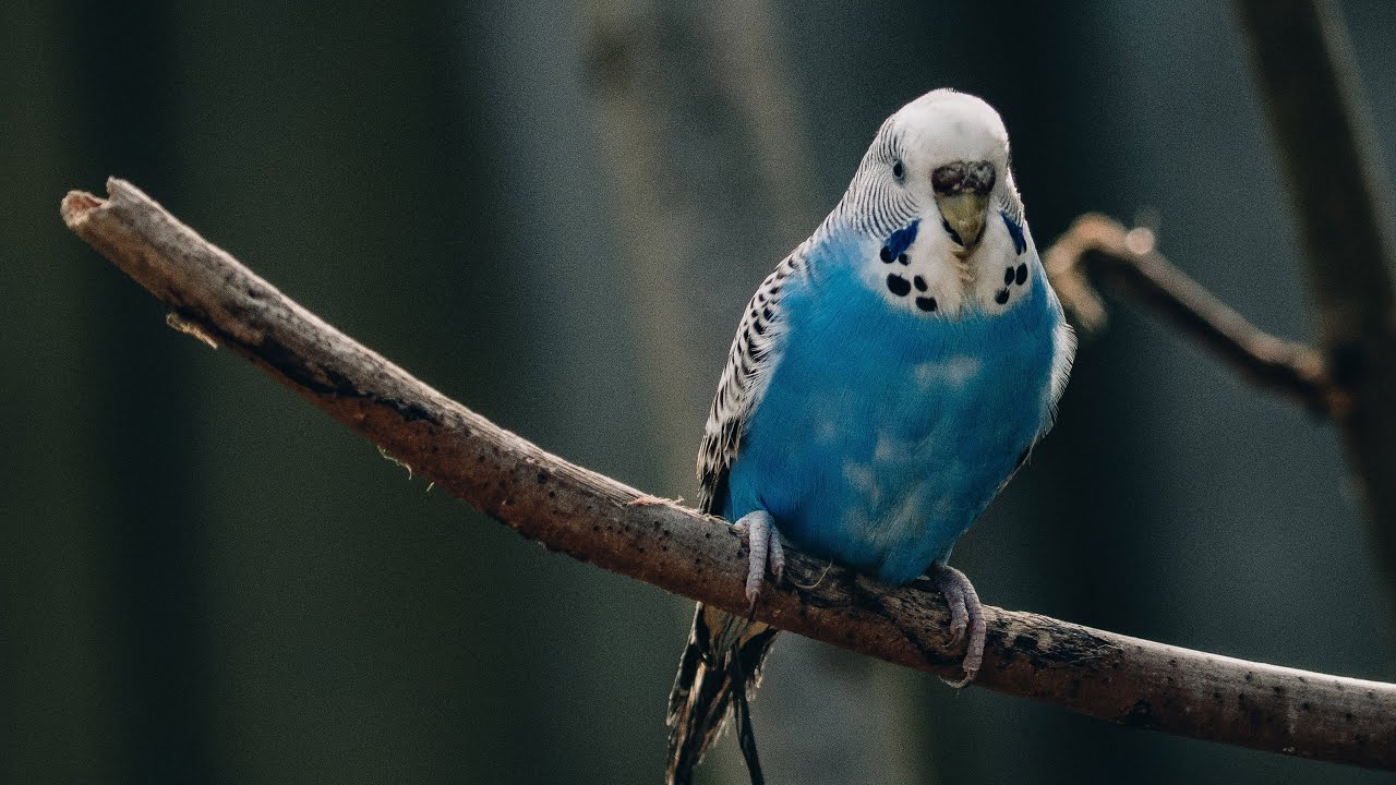 The Budgerigar's Flight of Courage
