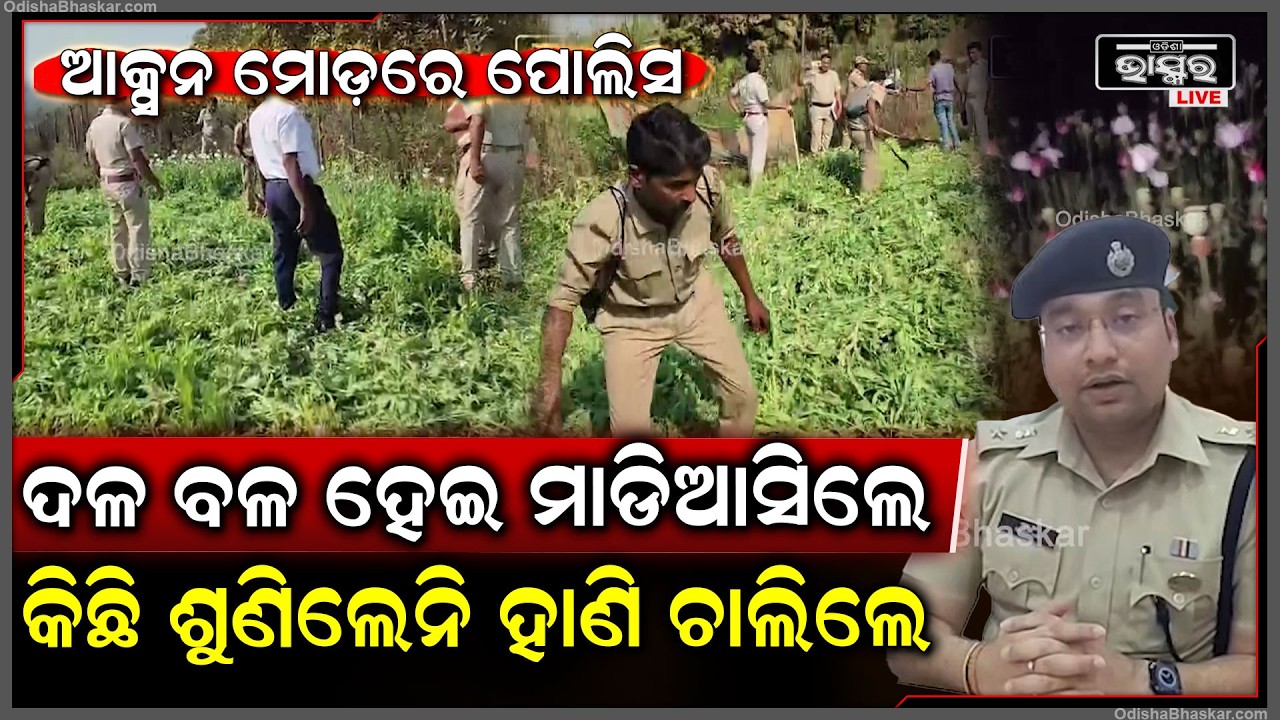 ଆକ୍ସନ ମୋଡ଼ରେ ପୋଲିସ...ଦଳ ବଳ ହେଇ ମାଡିଆସିଲେ କିଛି ଶୁଣିଲେନି ୫କୋଟି ଟଙ୍କାର ଅଫିମ ଗଛ ନଷ୍ଟ କରିଦେଲେ