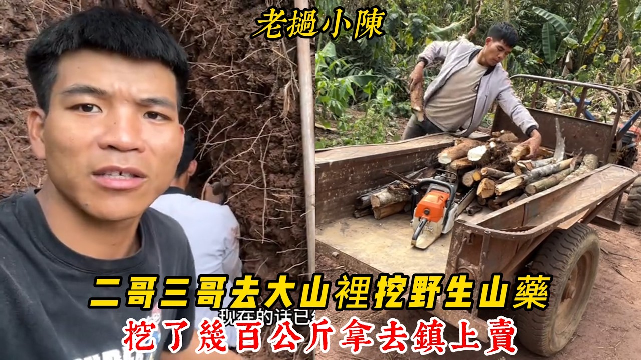 【老撾小陳】去砍地那裡挖山藥，挖了非常多特别大，帶小孩到鎮上的小醫院看病