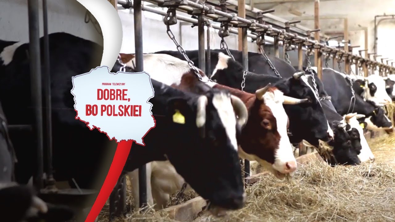 Jakie produkty można zrobić z mleka? | OSM Bychawa