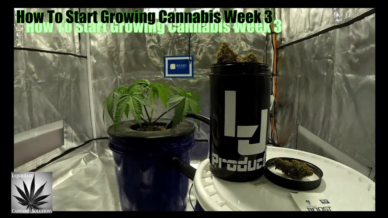 How To Start Growing Cannabis Week 3