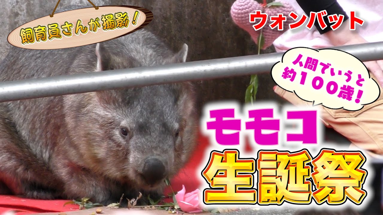 ウォンバットのモモコ 満員御礼の生誕祭で爆食！（Wombat）