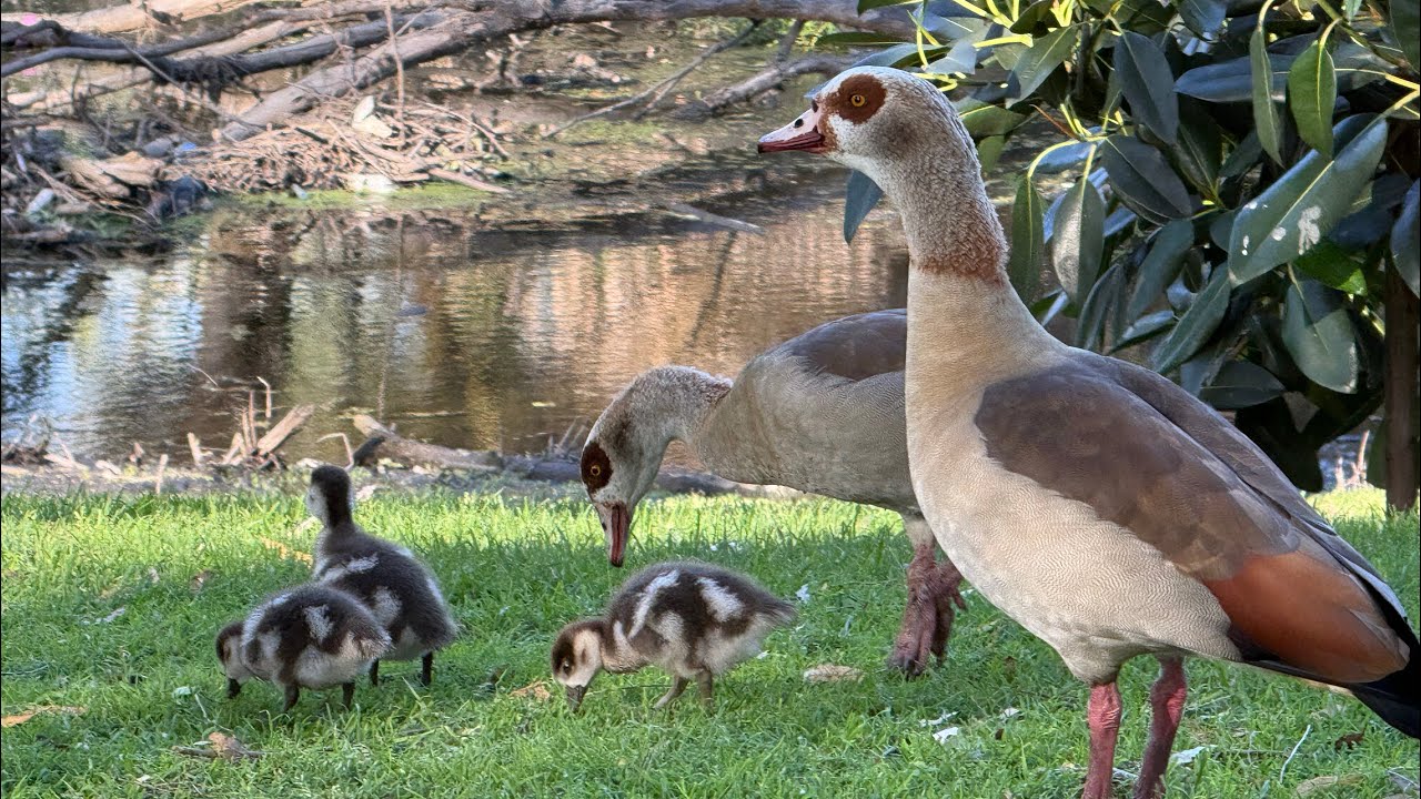 Welcome to the World 3 New Goslings from Our Epic Egyptian Goose Couple at the HB Central Park, 4K