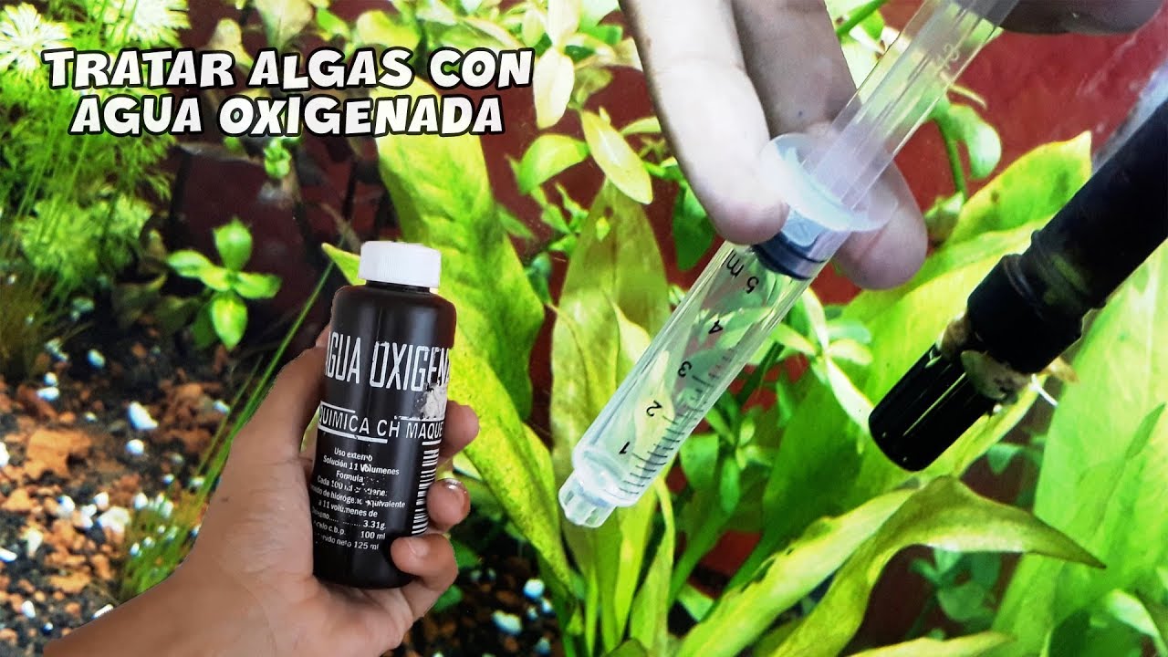 ¿COMO ELIMINAR LAS ALGAS DE MI ACUARIO? | Tratar algas con AGUA OXIGENADA | AcuariosLP