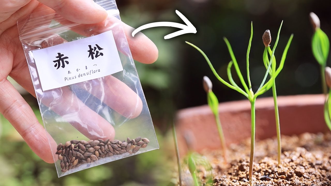 赤松の種まき～発芽まで【Bonsai diary 盆栽日記 5/7】初心者の簡単盆栽の作り方 やり方 松 Red pine 春 spring Sowing seeds EOS R5