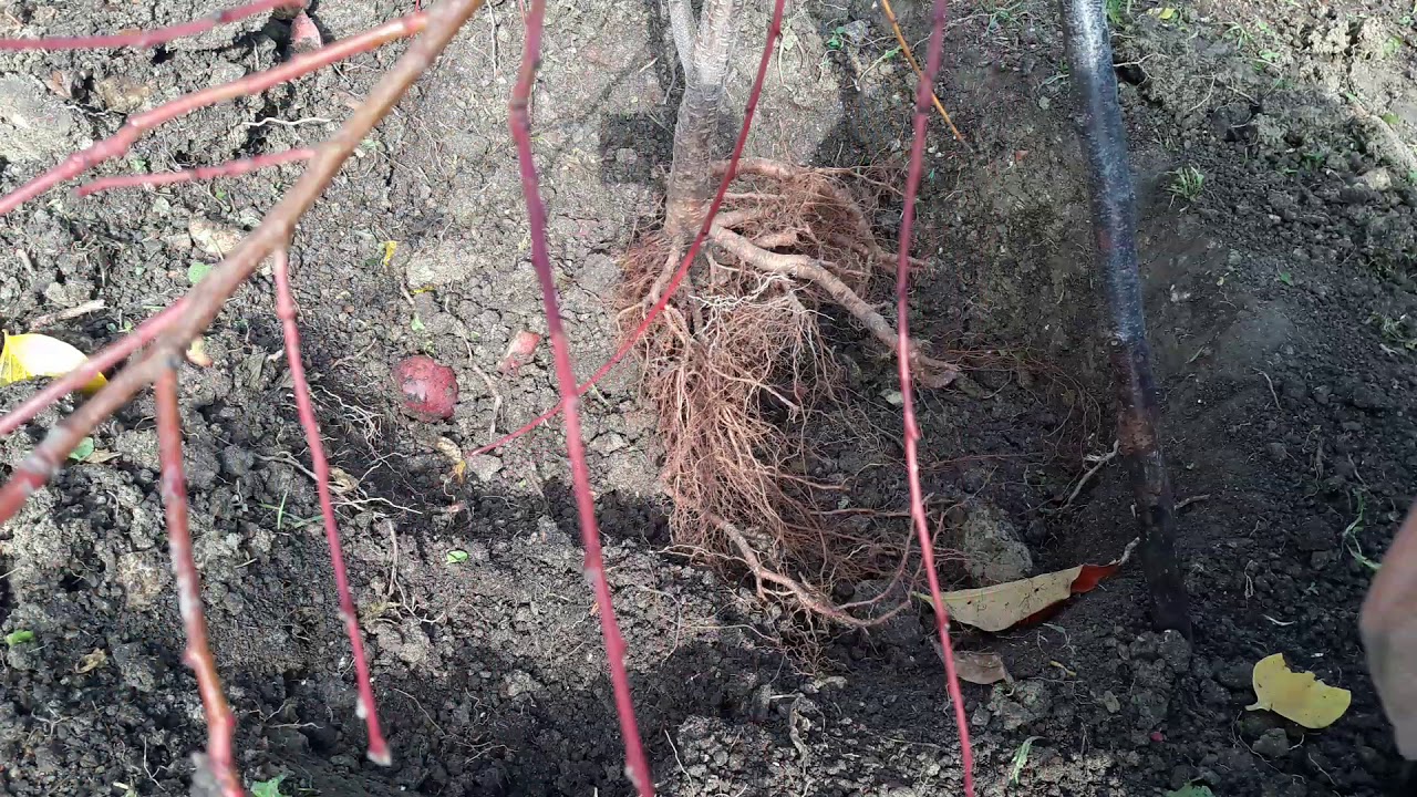 Piantare albero da frutto