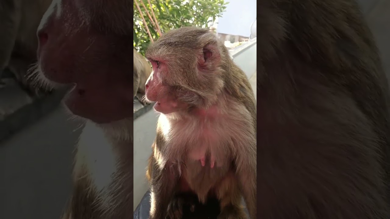 नन्हा सा बच्चा।🐒