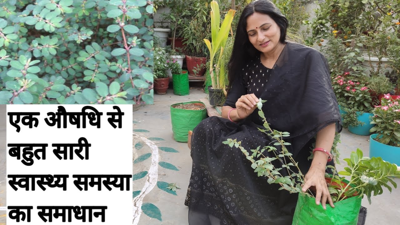 एक औषधि से बहुत सारी स्वास्थ्य समस्या का समाधान |  Euphorbia hirta (dudhi)