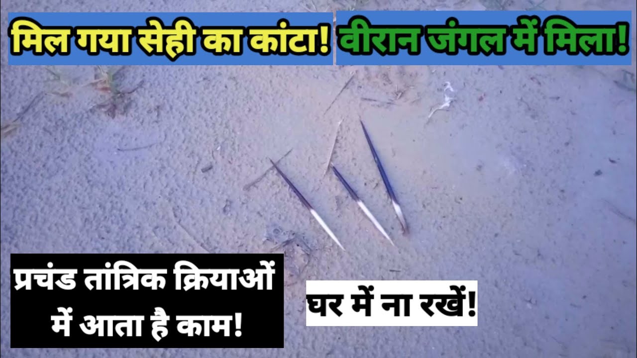 Sehi ka Kanta, सेही का कांटा.