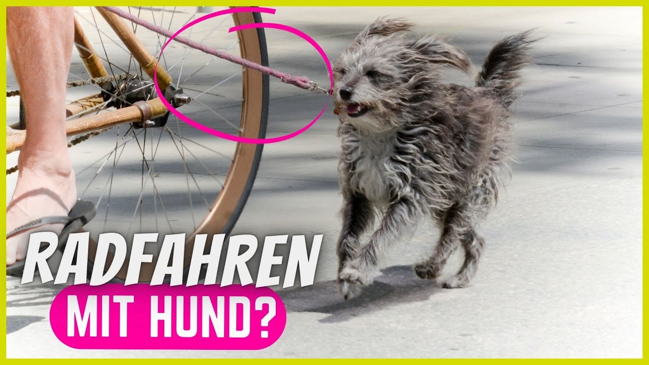 Fahrrad fahren mit dem Hund | Einfach und sicher?!