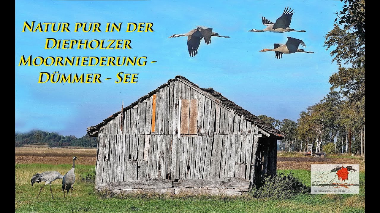 Kraniche in der Diepholzer Moorniederung  2022