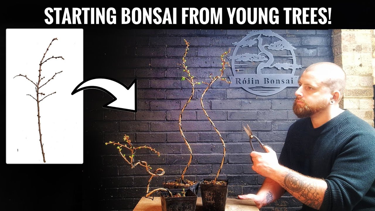How to start Japanese larch Bonsai from saplings