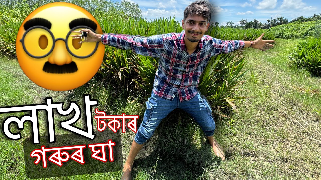 এনেকৈ ও খেতি কৰিব পাৰি - biggest Grass kheti in Assam , kharupetiya