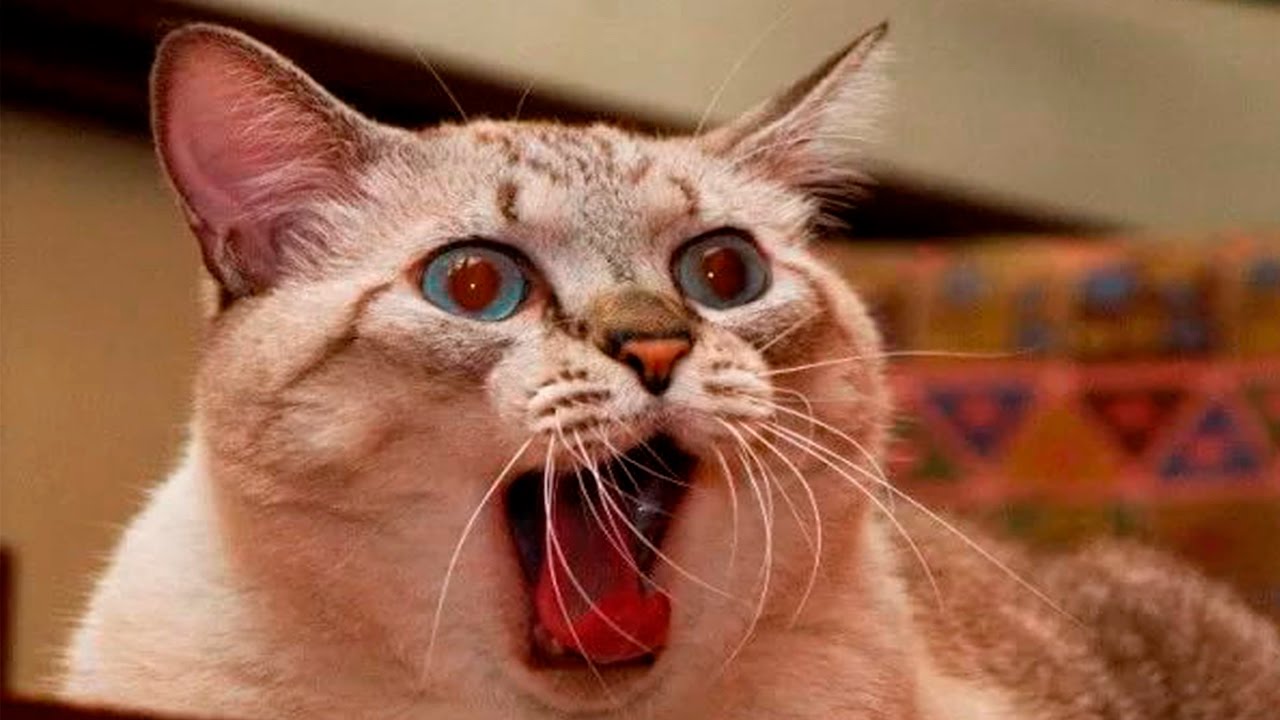 Funny Scared Cats and Dogs Compilation 2017