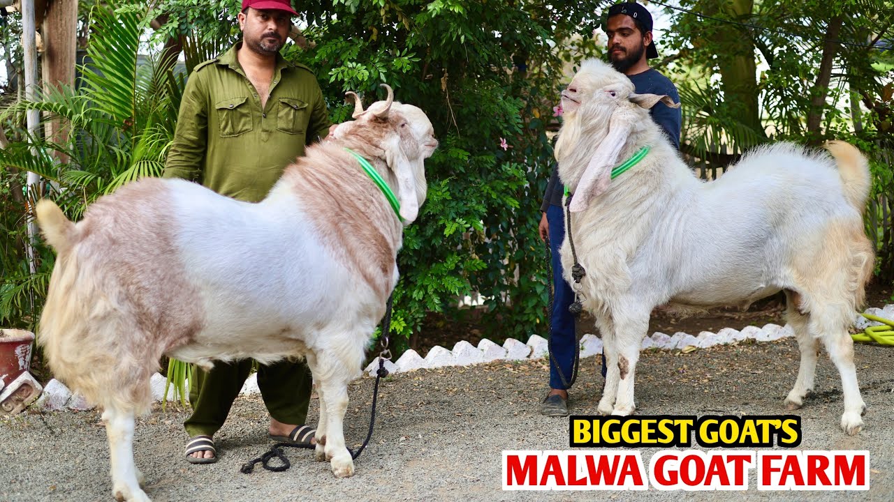 Biggest Kota Goat’s Heavy Weight At Malwa Goat Farm