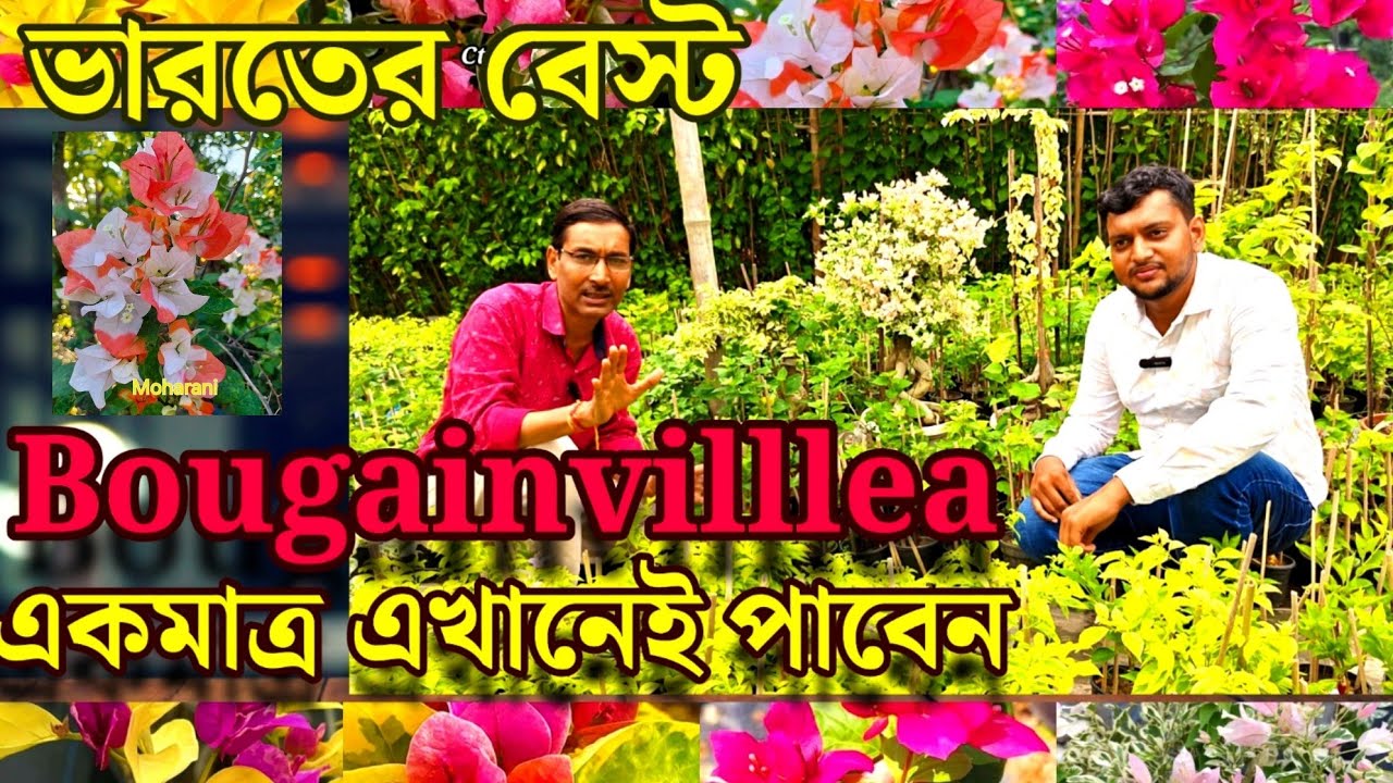 একমাত্র এই নার্সারিতে পাবেন সমস্ত বিদেশী Varietyর Bougainvillea বা বাগানবিলাস 