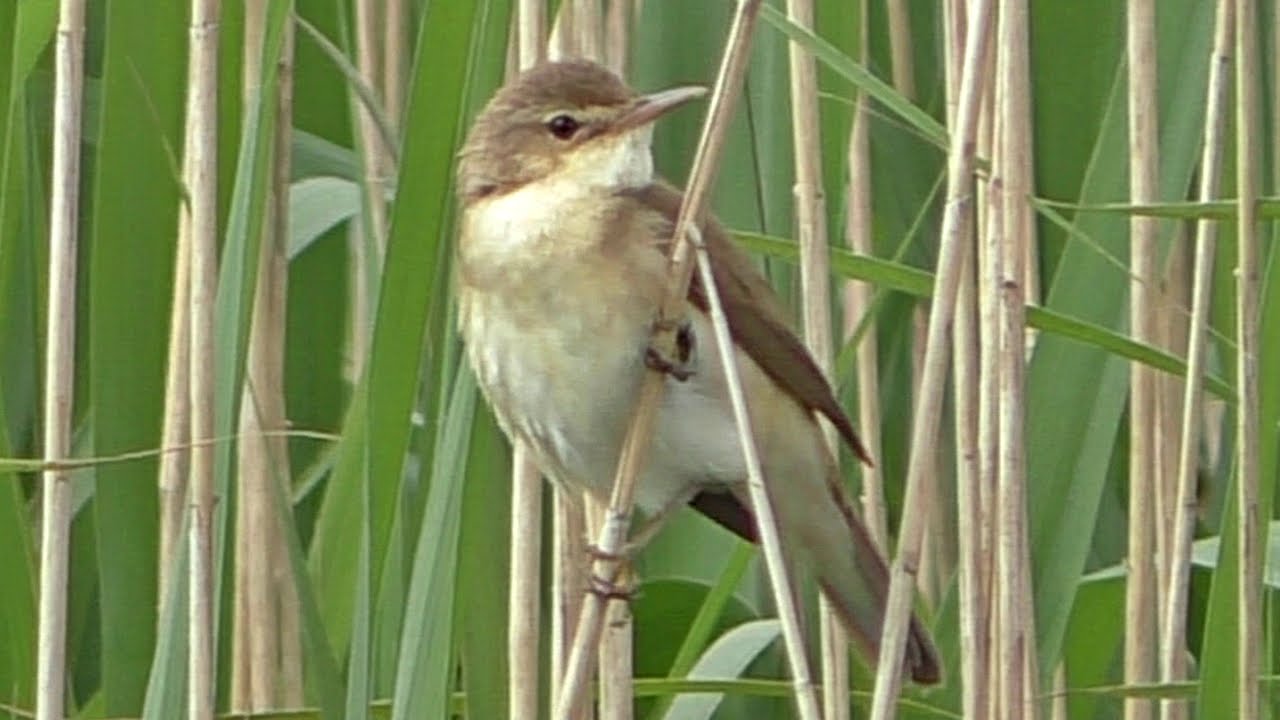 Reed Warbler Call - Bird Singing a Beautiful Song
