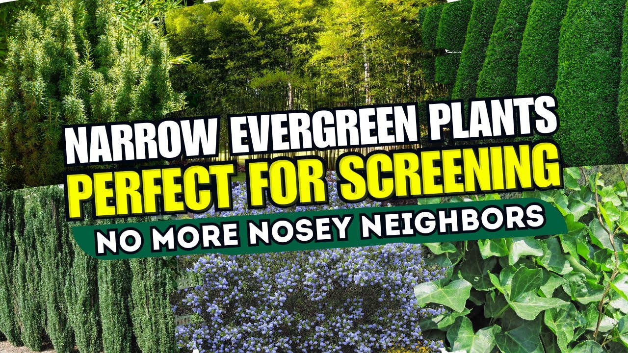 7 Narrow Evergreen Plants That Are PERFECT for Screening 🌲 // NO MORE NOSEY NEIGHBORS! 💚