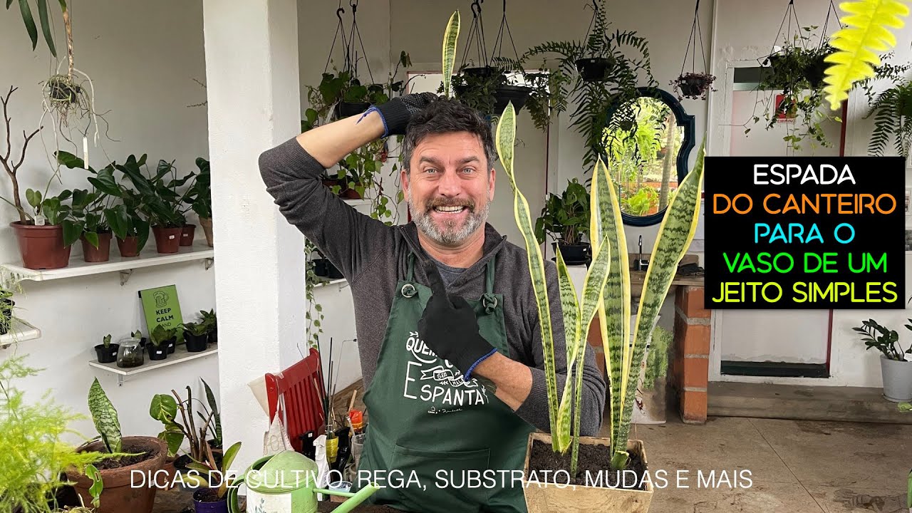 Como plantar Espada com TUDO reciclado (Sansevieria)