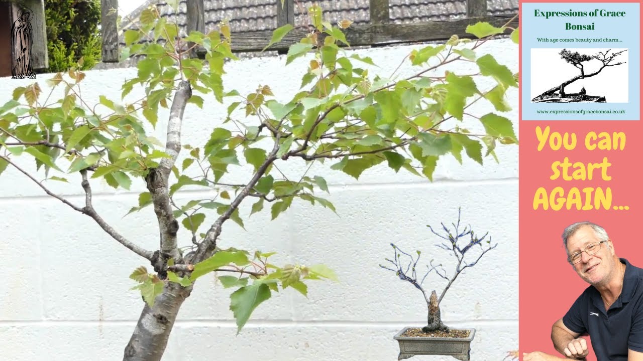 From Dead to Thriving How I Rescued My Silver Birch Bonsai in 2024
