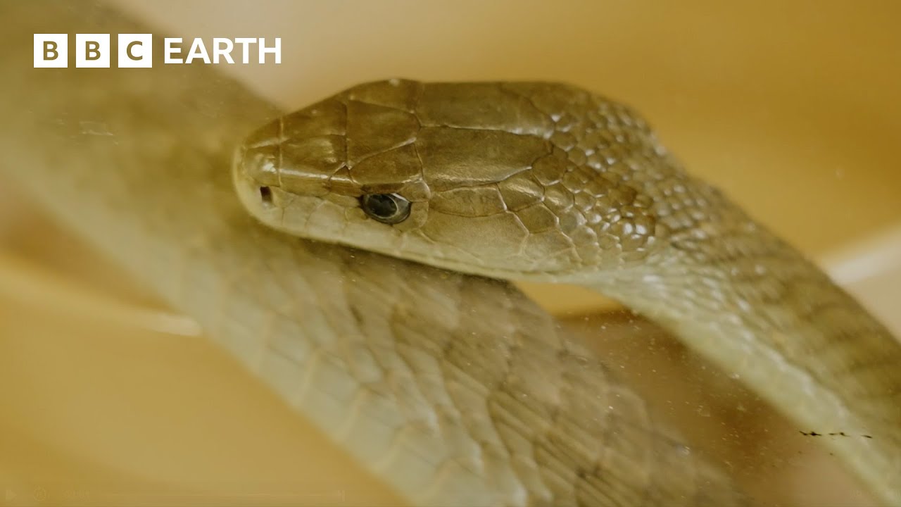 Extracting Venom From Deadly Snakes | 24 Hours With... | BBC Earth Kids