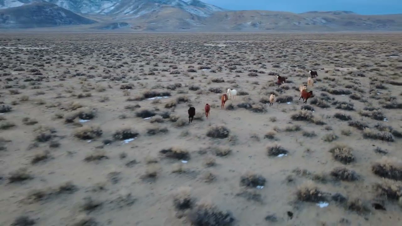 Daily Dose of Paradise: Mustang Morning 