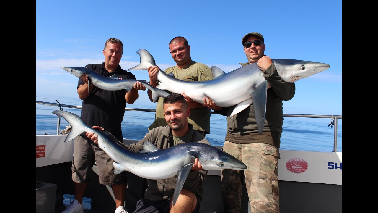 Shark fishing in the UK