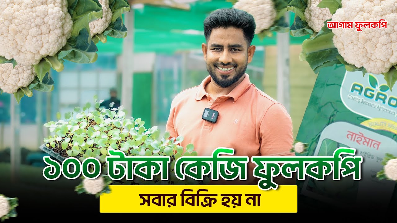 নাইমান জাতের আগাম ফুলকপি চাষেই ধরতে পারবেন, ১০০ টাকা কেজির বাজার। Agro-1 Seed