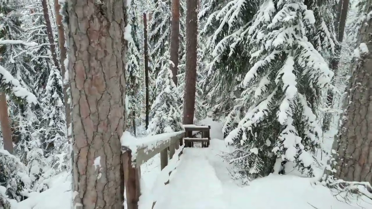 Kokonharjun luontopolku Punkaharjun tutkimusmetsä.