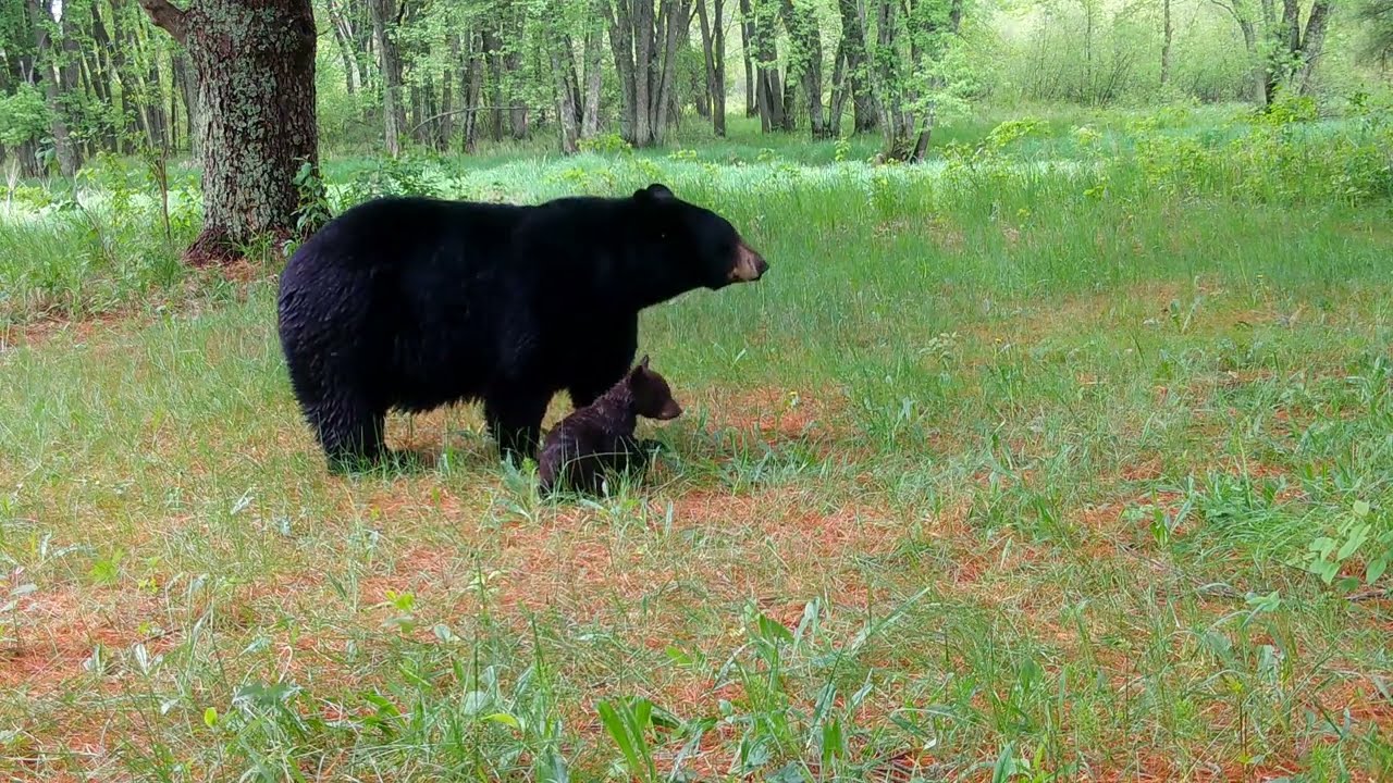Mitten Trail Cams Ep. 7: A Trail Through the Forest.