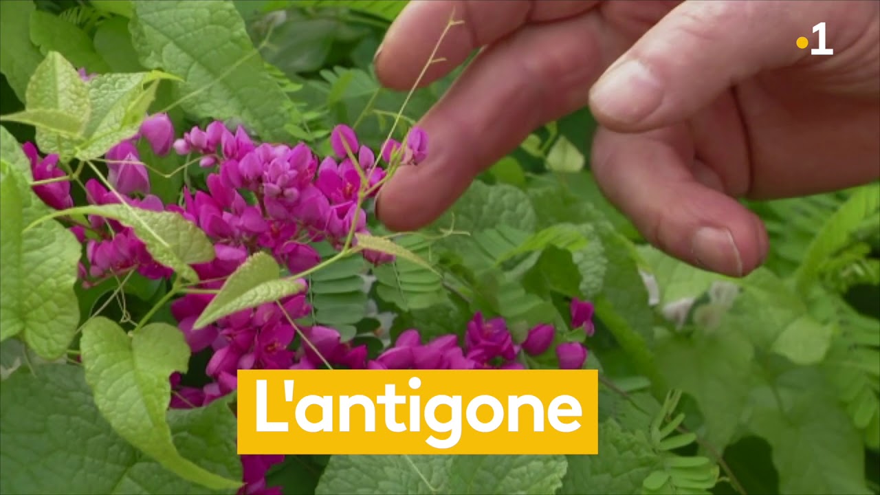 Plantes sauvages insolites et comestibles