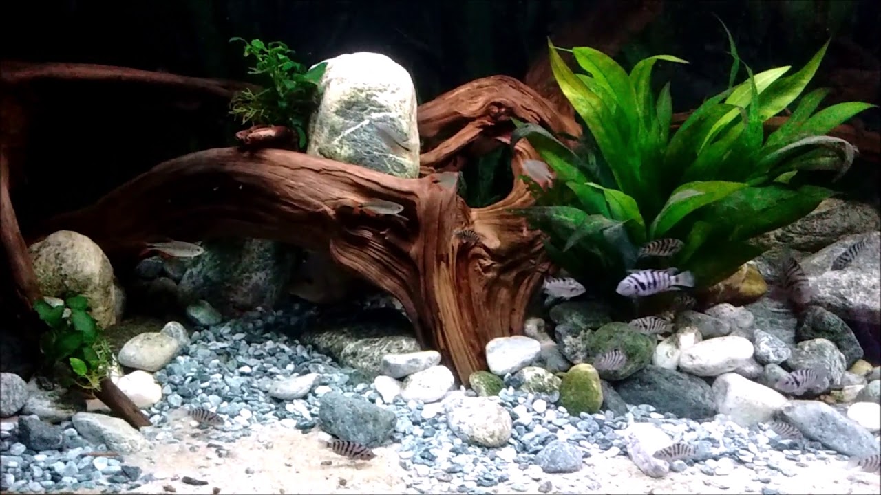 Aquarium Mittelamerika Cichliden