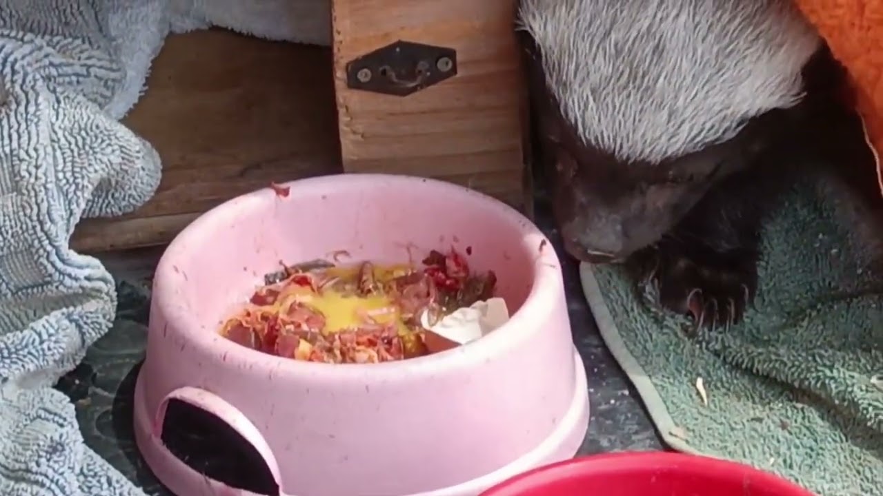 Honey Badger rescue.