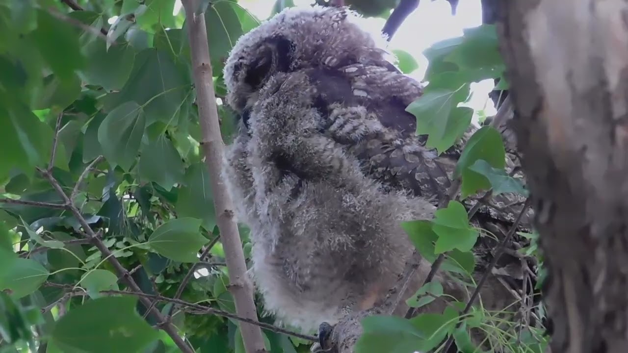 A Peaceful Owl Moment  Preening, Wing Stretching & Watching the World