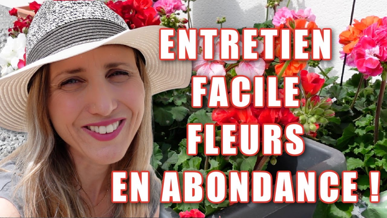 🌺 Planter et entretenir le géranium zonale : la plante parfaite pour des fleurs jusqu'aux gelées ! 🌸