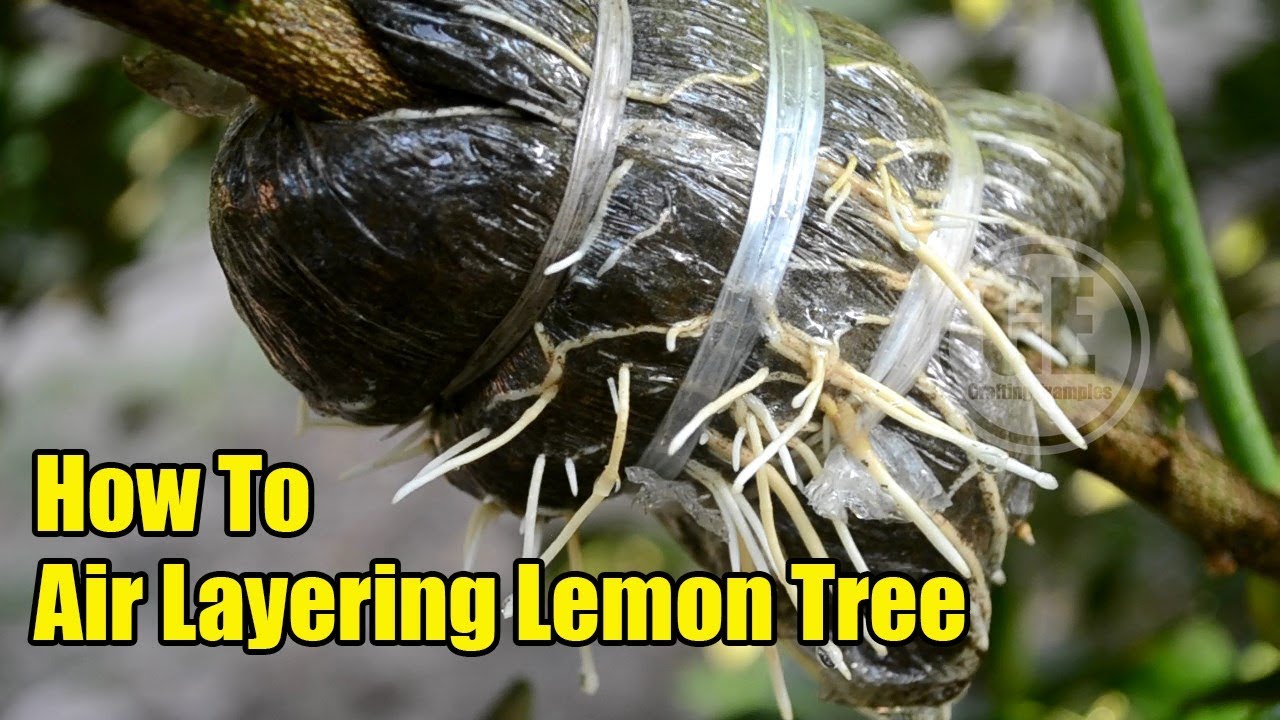 How To Air Layering Lemon Tree