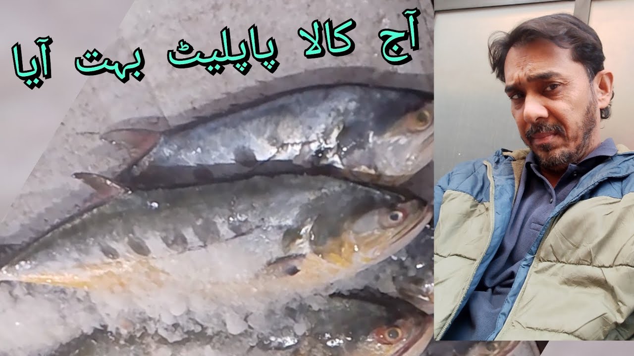 آج کالا پاپلیٹ بہت آیا 