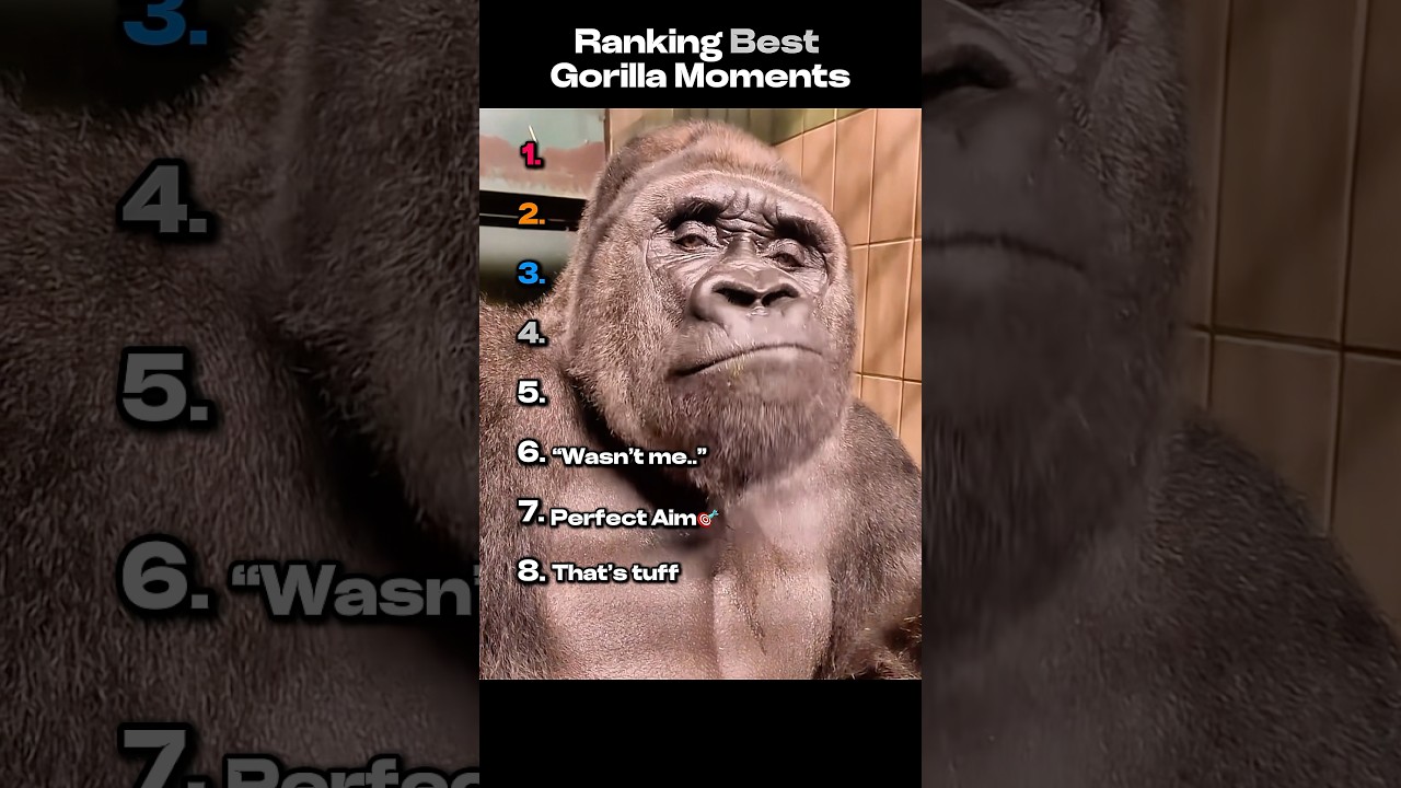 Ranking Best Gorilla Moments