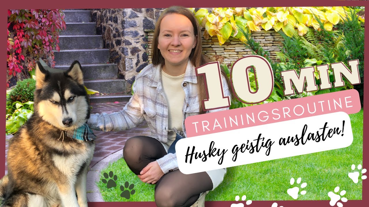 Micky´s 10 min TRAININGSROUTINE | Husky geistig auslasten! | Kopfarbeit | Huskies Lifestyle