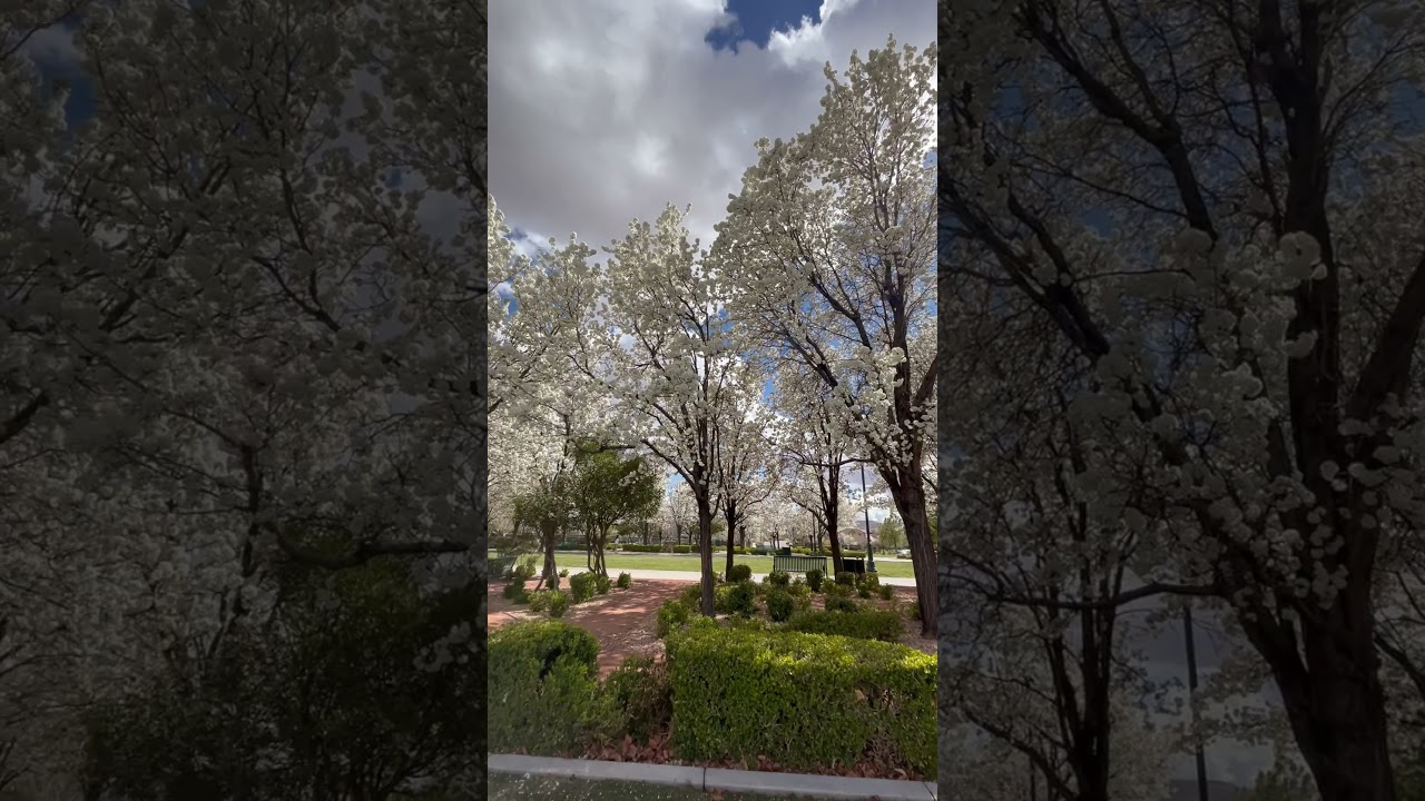 🌺❤️ #lasvegas #beautifulsky #gardenspark #cherryblossom #spring
