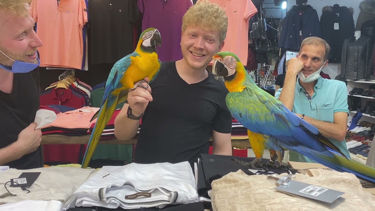 PAŞA VE PATRON TANIŞIYORLAR🦜🦜( Patron elimi yardı 