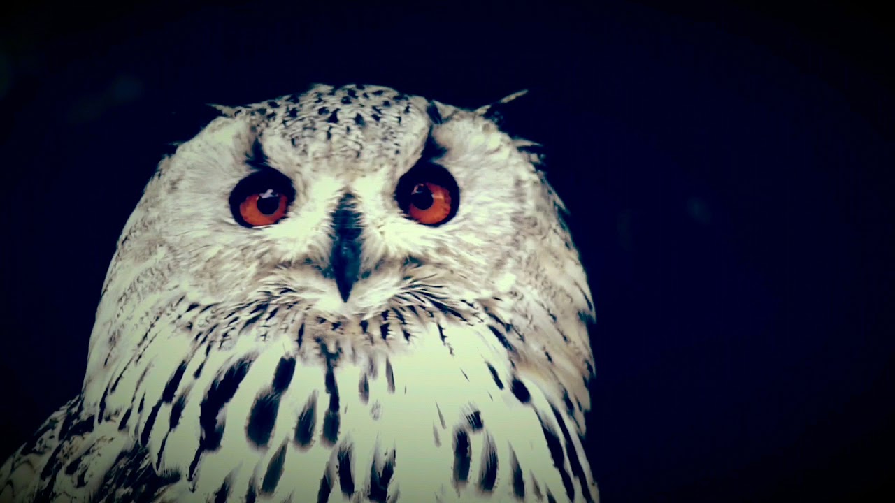 Starcrazy by Judy Dyble