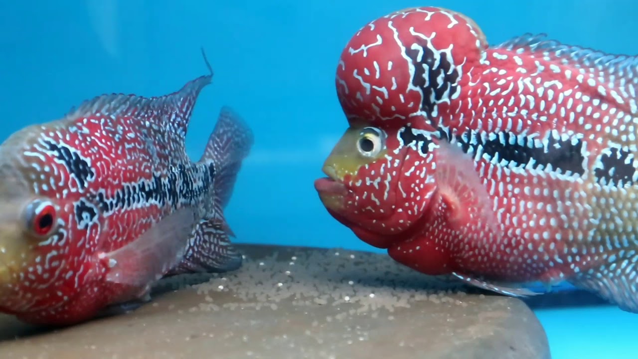 Flowerhorn breeding FAILED